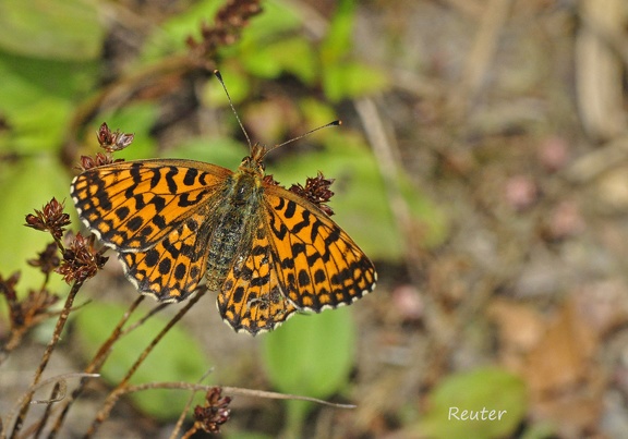 Hainveilchen-Perlmutterfalter (Boloria dia)